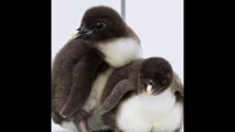 Sept adorables pingouins d'une espèce rare sont nés dans un zoo autrichiens