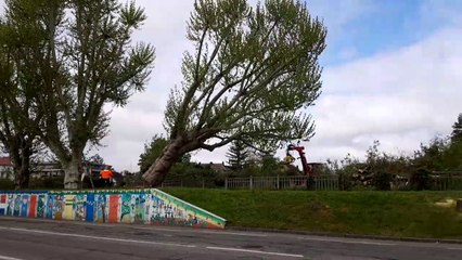 Huningue: les platanes rue de Belfort abattus