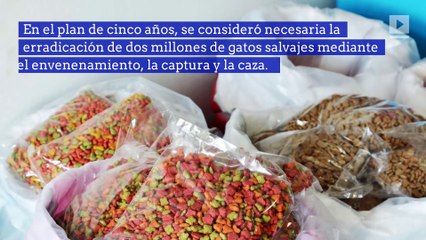 Australia planea matar a dos millones de gatos salvajes para 2020