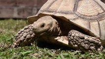 After eviction, 700 turtles and tortoises struggle to adapt to new home