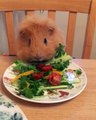 Ce cochon d'Inde déguste son repas Vegan à table. Regardez !
