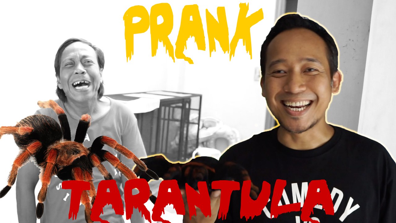 PRANK TARANTULA