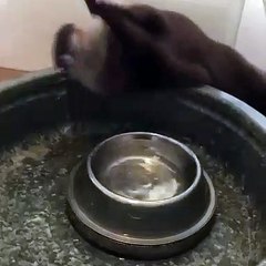 Cette loutre a une drôle de manière de boire de l'eau. Regardez !