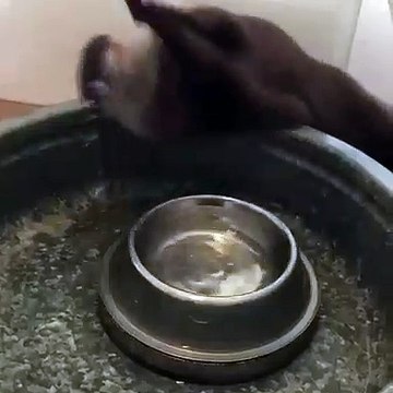 Cette loutre a une drôle de manière de boire de l'eau. Regardez !