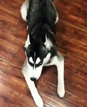 Ce husky est vraiment très bavard. A mourir de rire !
