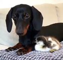 Quand un canard et un chien sont les meilleurs amis du monde. Trop chou !