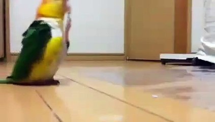 Quand les perroquets se mettent à la musique. Spectaculaire !