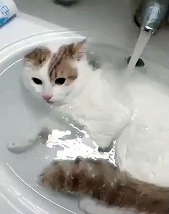 Ce chat n'aime vraiment pas prendre de bain. Ahurissant !