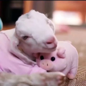 Ce cabris ne se sépare jamais de son cochon en peluche. Trop mignon !
