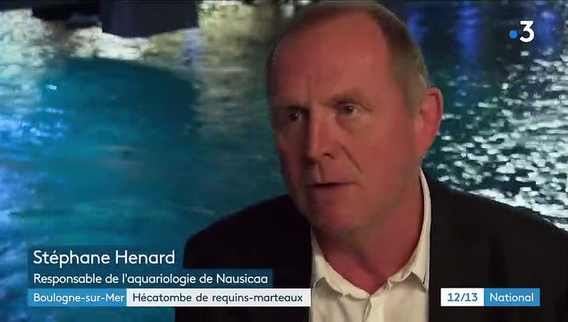 Boulogne-sur-Mer : hécatombe de requins-marteaux