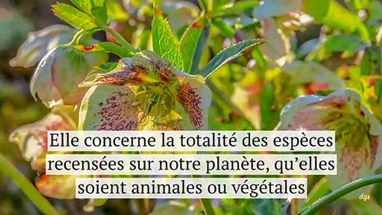 Les scientifiques s'alarment de l'accélération imminente de l'extinction massive des espèces