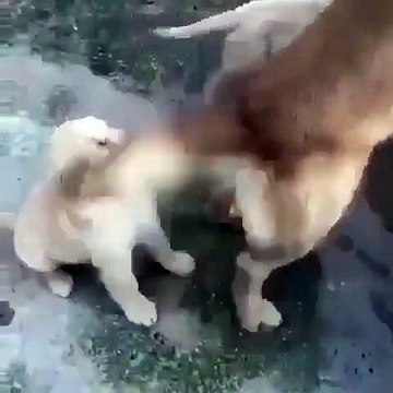 Quand un chiot en colère attrape la queue de sa maman. Trop drôle !
