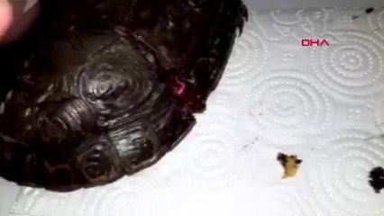 Batman'da Bulunan Kabuğu Kırık Kaplumbağaya İstanbul'da Tedavi - Yeniden