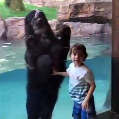 Cet ours imite tout ce que fait un petit garçon. Regardez !