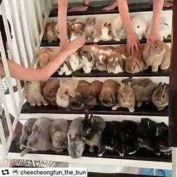 Admirez ces magnifiques lapins qui jouent tous ensemble !!