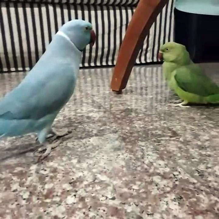 Quand un perroquet déclare sa flamme à une perruche. A mourir de rire !