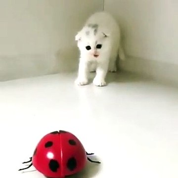 Regardez ce que va faire ce chaton quand il voit une araignée. Hilarant !