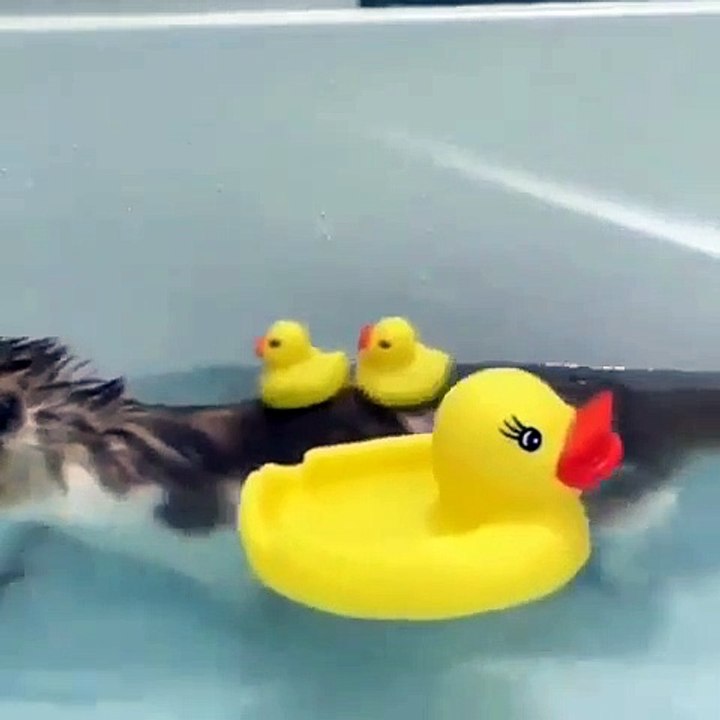 Ce chat adore jouer avec des canards en plastiques lorsqu'il prends son bain. Trop drôle !