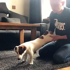 Ce chien fait du yoga avec son maître. Trop cute !