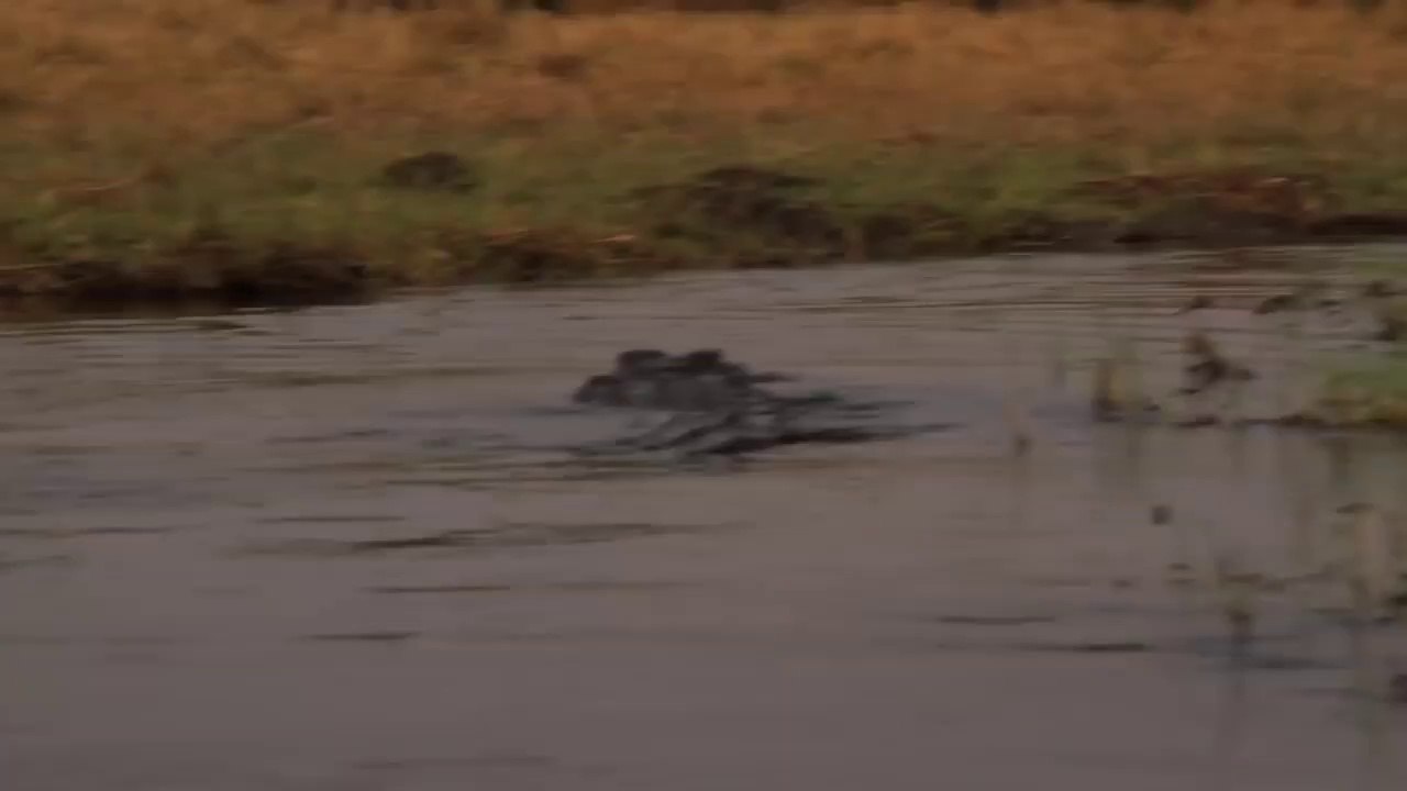 Ce crocodile voit rouge et fonce sur le bateau