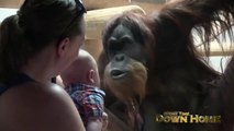 Un Orang-outan fait un bisou à un bébé... Adorable