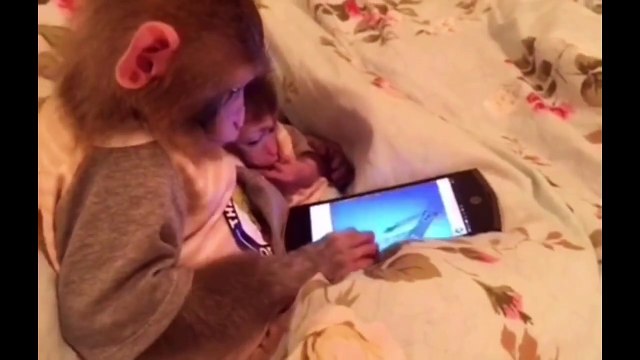 Les petits singes sont pires que de gamins... accros aux smartphones