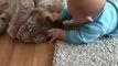 Un bébé joue avec son gros félin, un lynx de compagnie