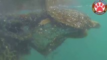 Rescue a Poor Drowning Sea Turtles Trapped in Fishing Nets Compilation