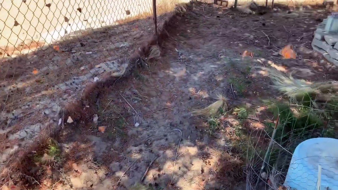 Millions of Painted Lady Butterflies