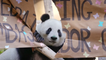 San Diego Zoo Is Saying Goodbye To Giant Pandas