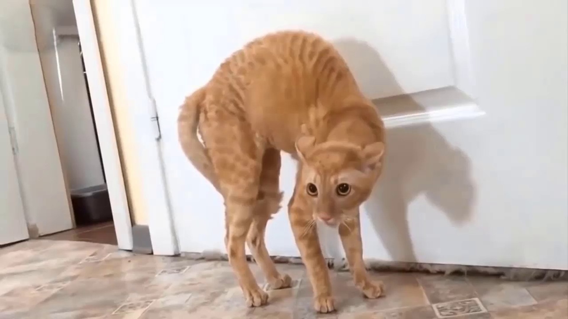 Funny cats getting scared hot sale