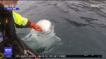 [이 시각 세계] 러시아軍 '흰고래', 노르웨이에서 발견