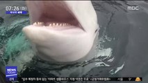 [이 시각 세계] 러시아軍 '흰고래', 노르웨이에서 발견