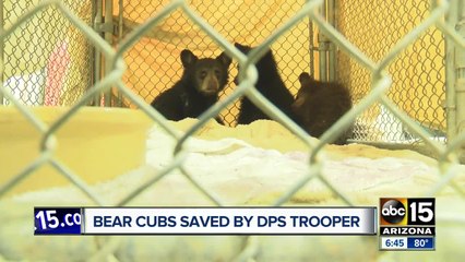 Bear cubs rescued after mother hit and killed on highway