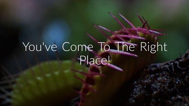 OCP Bee Removal in Houston, TX (346-201-4360)