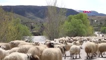 Erzincan Koyun Sürüleri, Yayla Yolunda