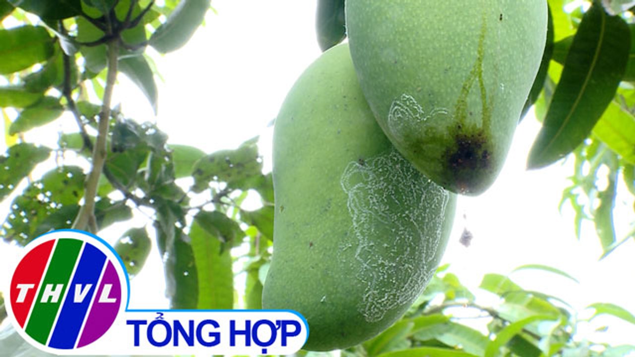 THVL | Nông nghiệp bền vững: Quản lý dịch hại đáp ứng nhu cầu thị trường