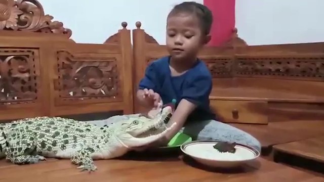 Une enfant joue avec un crocodile et la tête d'un poulet dans son salon