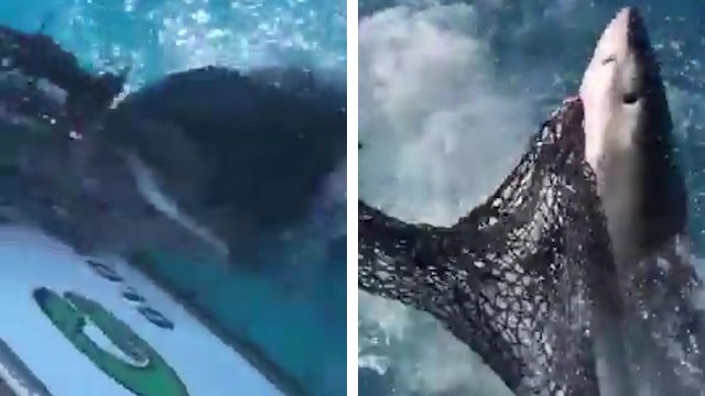 Un requin blanc affamé attaque un bateau de pêche