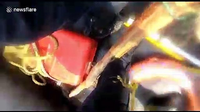 Sailors rescue turtle trapped in fishing net in Arabian Sea