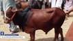 BEST COW MANDI 2018 TO BUY SAHIWAL BULL FROM PUNJAB ! Sheikhupura Mandi - Shahpura Kanjra