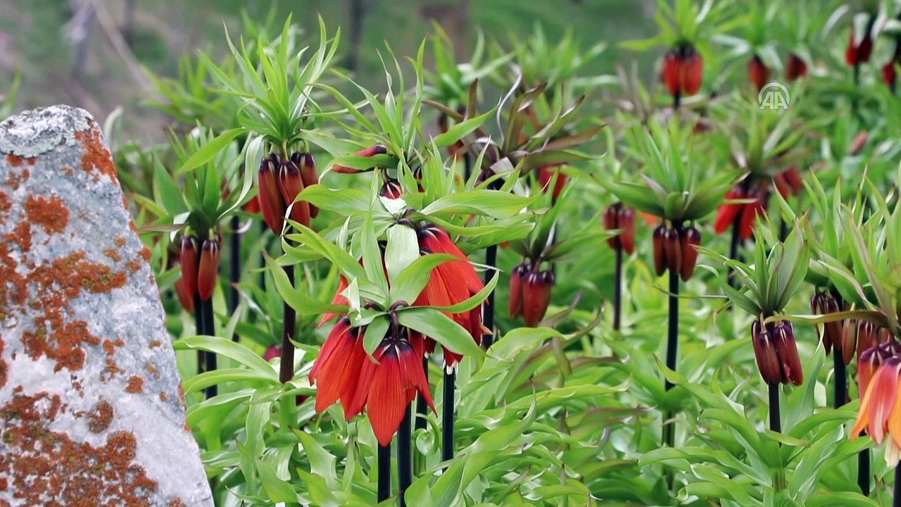 'Ağlayan gelin' görsel şölen sunuyor - VAN