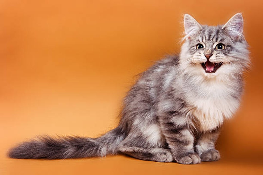 Mon chat n