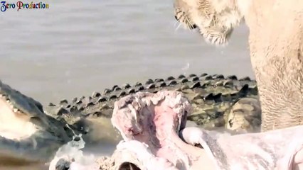 Emotion! Hero Buffalo save the family Warthog From Lion - Tiger vs Buffalo, Leopard,Lion vs Antelope