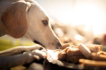 Les différents sens vus par les chiens