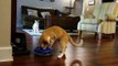 Hilarious moment cat tries and FAILS to get a ball out of its toy