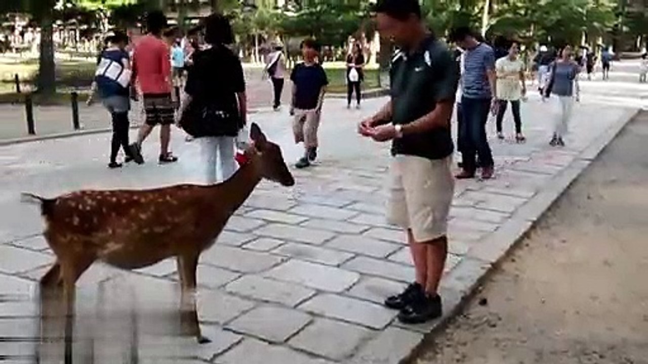 Amazing! Animals
