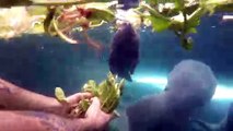 Manatee Munches Down First Solid Meal