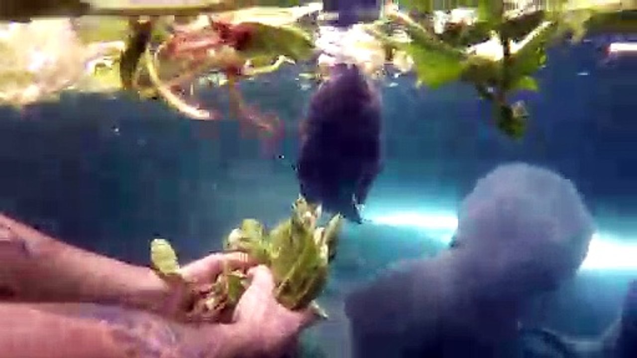 Manatee Munches Down First Solid Meal