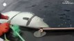 Beluga whale filmed harassing Norwegian boats could be _Russian weapon_